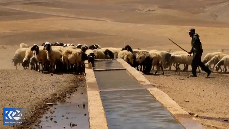 دامداران شمال کوردستان در دام خشکسالی